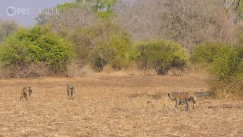 Leopard Hunts Baboon in Broad Daylightlovely