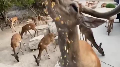 Deer Eating Corn crazy way | Man Gets Attacked By Three Deer