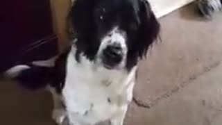 Cute dog wants to go for walkies