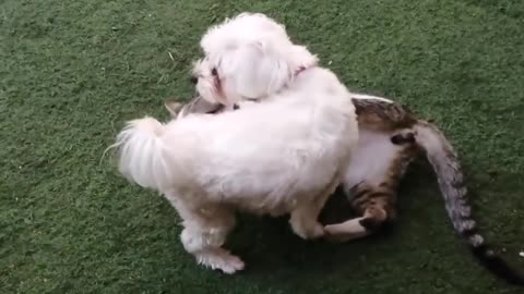 Funny and cute cat and dog playing together