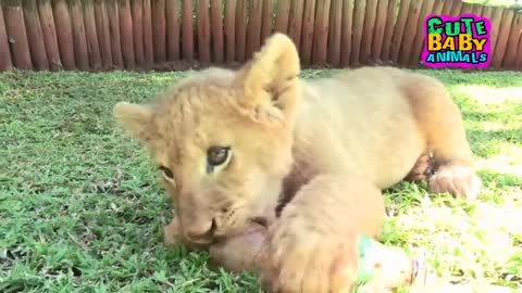 Lion Cubs and Tiger Cubs Become Best Friend and Playing Together - Cute Baby Animals