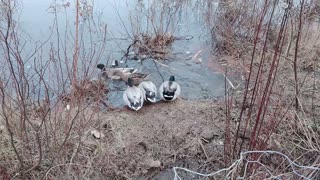 Ducks Run Free to the Pond!