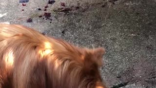 Pufi, the German spitz dog eats raspberry straight off the plant