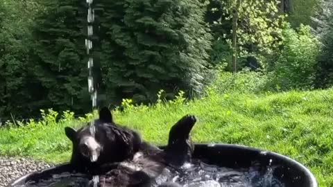 This bear is giving him self a spring clean 😋🐻