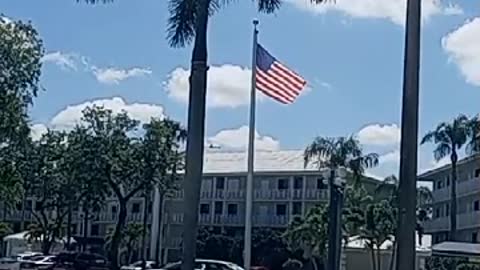 USA Flag & a Palm Tree 56 Second Video Says It all