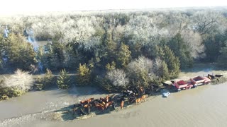 Flooding Forces Cows to Tiny Island