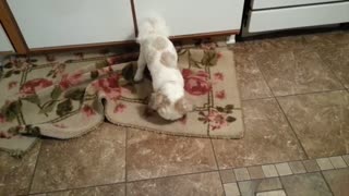 Rosie The Shihtzu Teaches Her Bone A Lesson