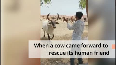 When a cow stepped forward to save its human buddy