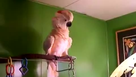 this is something special, crazy parrot