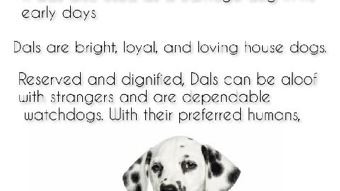 Dalmatian Dogs Interesting Facts