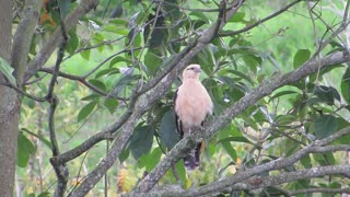 Camera Capture Rare Spics Bird In Forest
