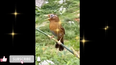 Rare bird videos