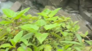 Lugar turístico Ecuador, Pailon del Diablo Baños de Agua Santa