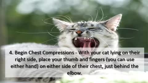 How to Perform CPR on your Cat