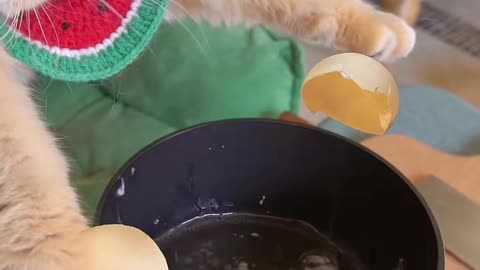 Kitten Cooking