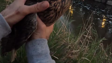 Guy Rescues a Duck That Tried to Eat Fishing Bait