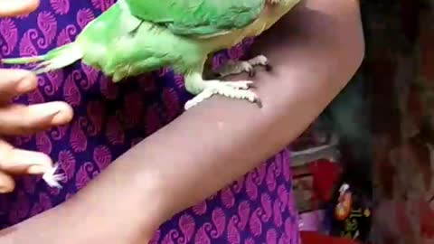 Why This Parrot Bird cut this Girl Hand ?