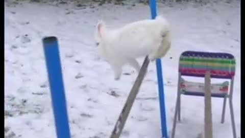 Rabbit who loves high jump