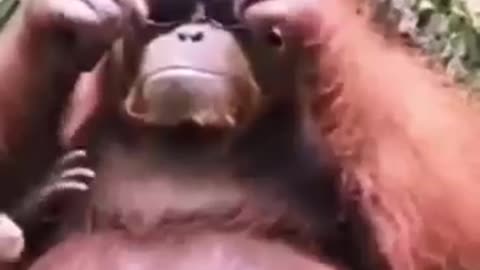 Power of monkey