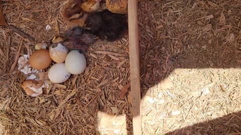 Natural Chicken Hatching Raised By Hens 2023