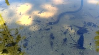 Snake eating tadpoles