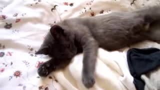 Kitty Doesn’t Want to Wake Up and Asks His Mom To Give Him Some More Time to Sleep!