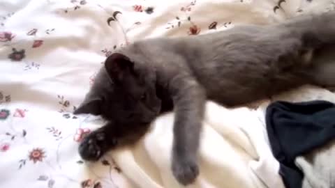 Kitty Doesn’t Want to Wake Up and Asks His Mom To Give Him Some More Time to Sleep!