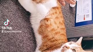 Touch your cat challenge