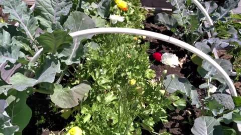 Growing Food in Urban Small Spaces - Urban Gardening.mp4