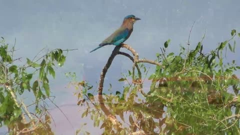 YALA National Park is a most visited and second largest national park in Sri Lanka.