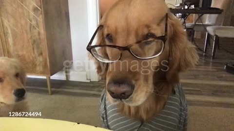 Expressive dog wearing clothes and eyeglasses