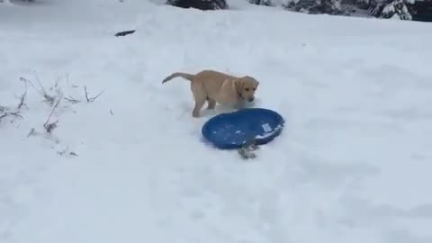 Super smart dog knows how to slide in the snow!