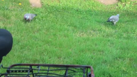 Adorable pigeons caught in the forest.