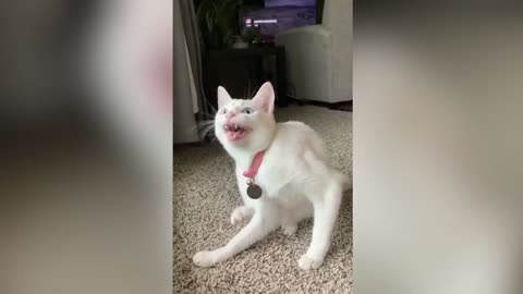 Singing Indian Cat | Funny Video