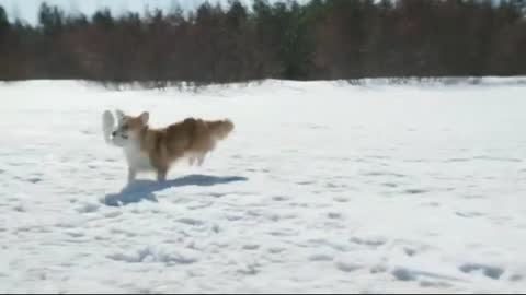 Dog playing in the snow