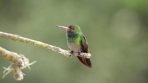 colibrí Pico rojo