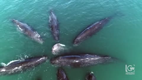 Sperm Whales Swimming Must Watch!!
