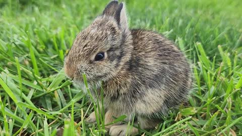 Cute rabbit 🐇 Funny animals