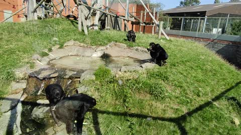 Monkey 🐒 Eating in zoo and monkey dancing