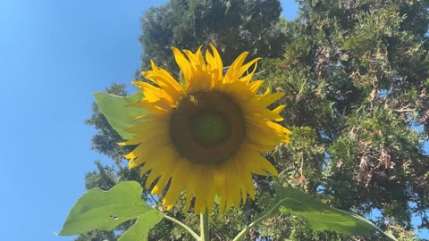 Sunflowers In Heaven - Chris Madsen