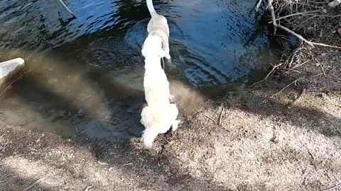 Dog Drags Another Dog by the Leash Into the Water