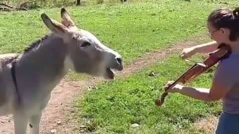 Donkey Loves The Sound Of The Violin