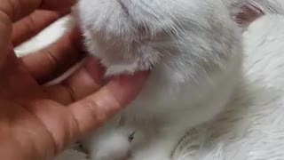 Cute cat is getting a facial massage
