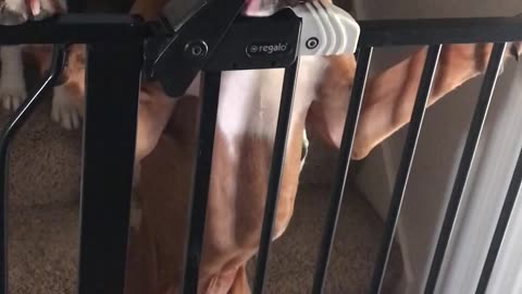 Dog Opens Locked Pet Gate