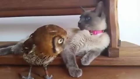 owl and cat