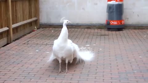 Beautiful peacock White tail fully Open