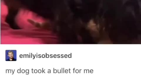 Dog took a bullet