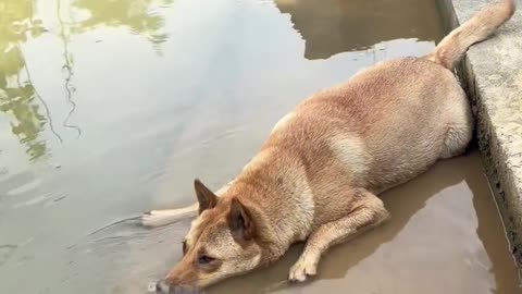 My dog play in water