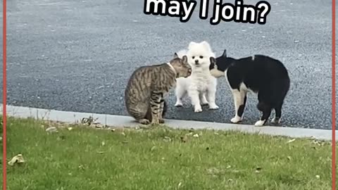 Cat Dog relationship part 1