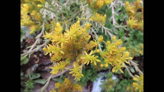 Rocky Stonecrop Crooked Yellow Stonecrop June 2023